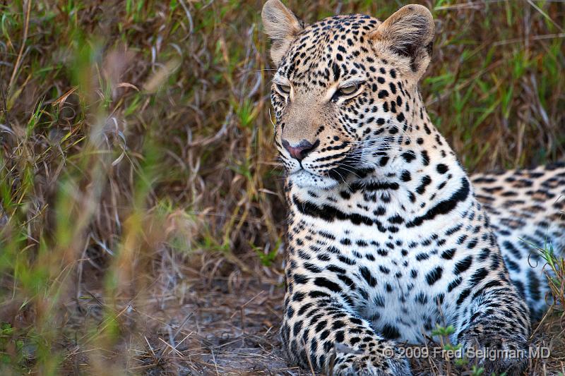 20090615_100154 D300 (3) X1.jpg - Leopard in Okavanga Delta, Botswana